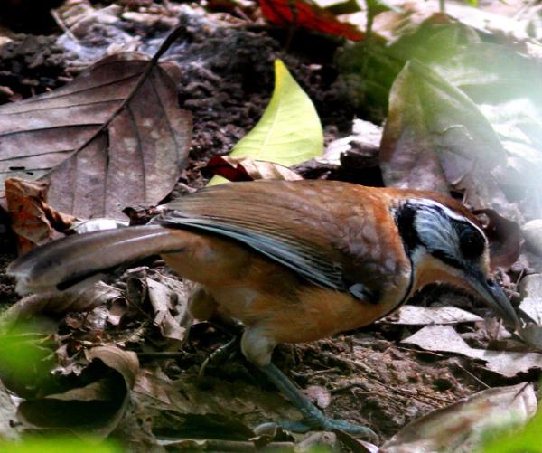 Greater Necklaced Laughingthrush.  Photo: Enam Ul Haque